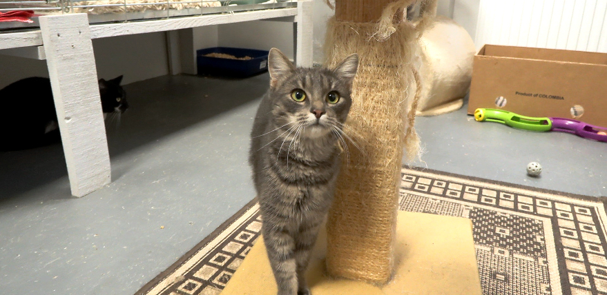 Jēkabpils dzīvnieku patversme pārpildīta – pēc īstām mājām ilgojas teju 100 mīluļu