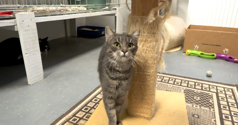 Jēkabpils dzīvnieku patversme pārpildīta – pēc īstām mājām ilgojas teju 100 mīluļu