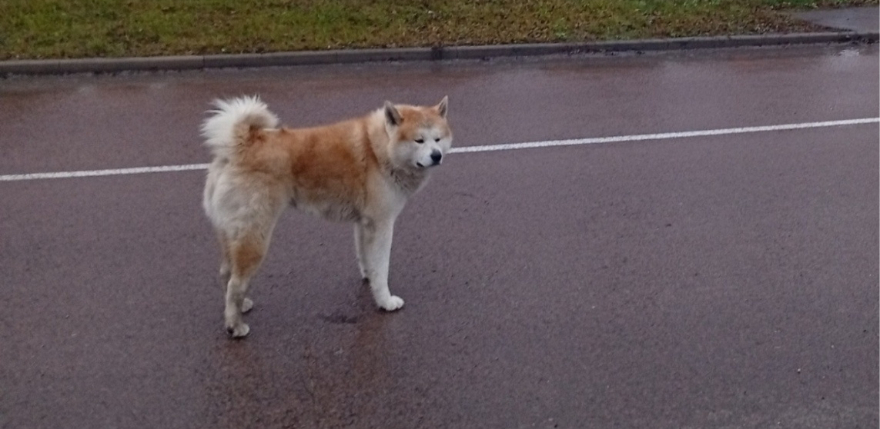 Jēkabpilī klaiņo tramīgs suns &ndash; patversme nespēj to notvert jau vairākas nedēļas