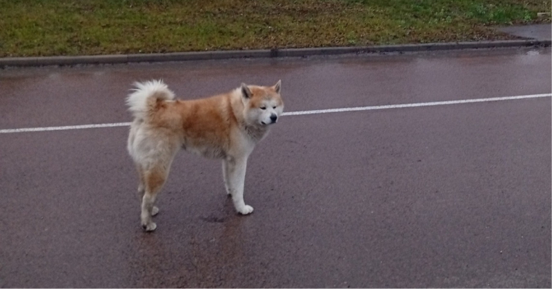 Jēkabpilī klaiņo tramīgs suns – patversme nespēj to notvert jau vairākas nedēļas