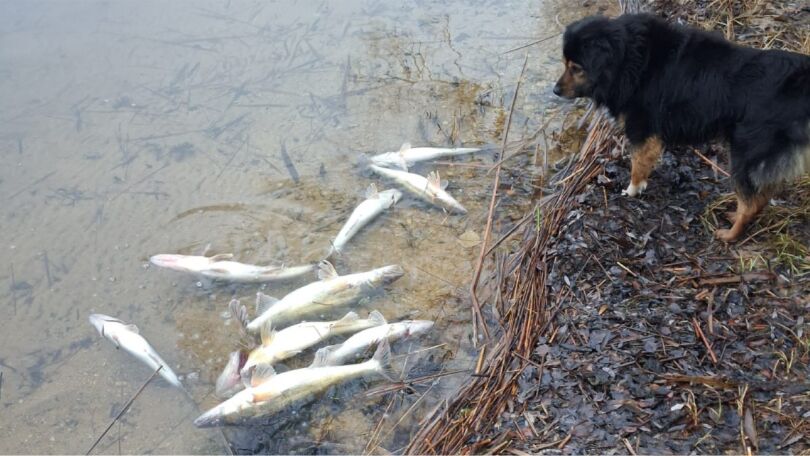 Nelegālie zvejas tīkli apdraud zivju resursus Jēkabpils novadā