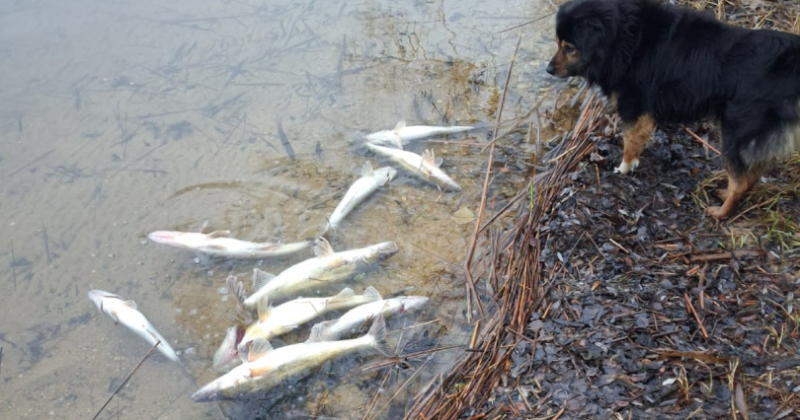 Nelegālie zvejas tīkli apdraud zivju resursus Jēkabpils novadā