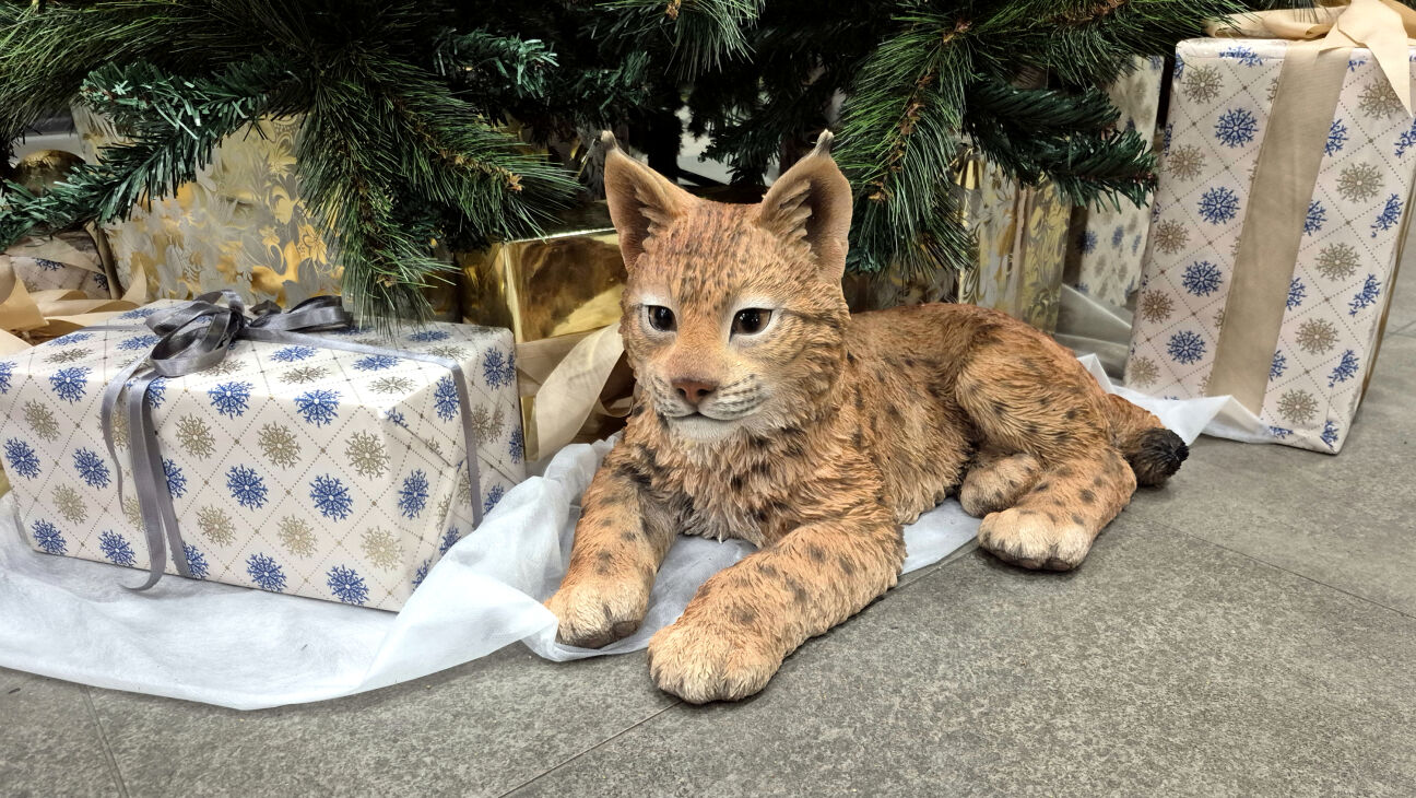 Ziemassvētku nedēļā Jēkabpils pusē gan koncerti, gan sportiskas aktivitātes svētku gaisotnē