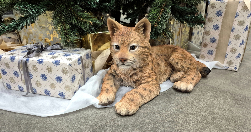 Ziemassvētku nedēļā Jēkabpils pusē gan koncerti, gan sportiskas aktivitātes svētku gaisotnē