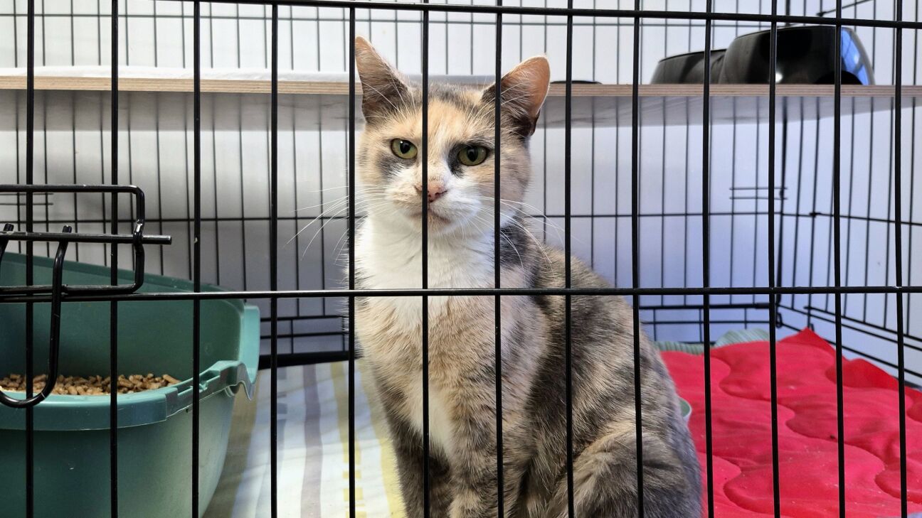 Simtiem Ziemassvētku “dāvanu” nonāk patversmēs