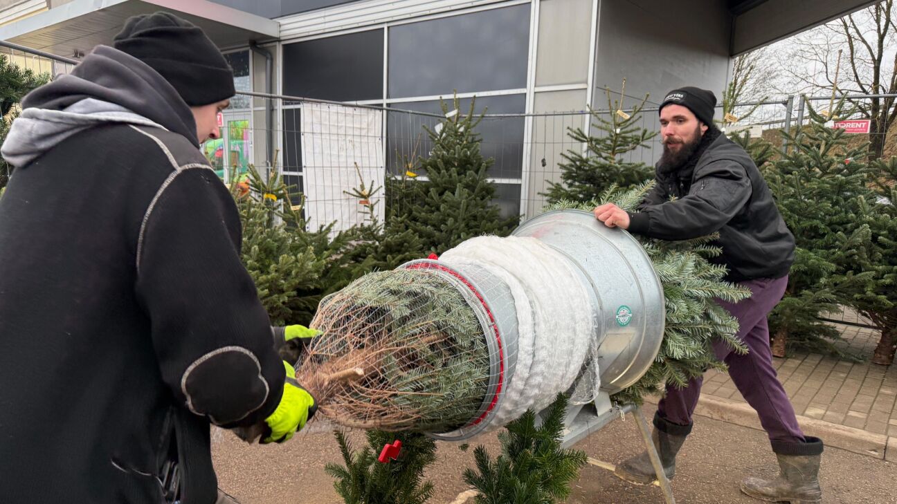 Ziemassvētku eglīšu cenas reģionos svārstās no 25 līdz 80 eiro