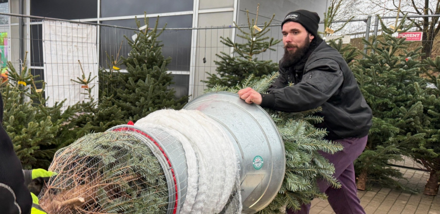 Ziemassvētku eglī&scaron;u cenas reģionos svārstās no 25 līdz 80 eiro