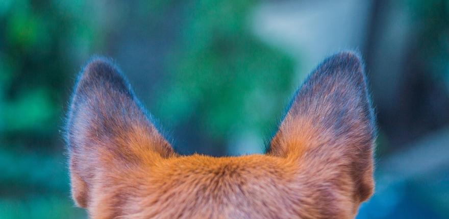 Ugunsdzēsēji Salas pagastā izglābj uz saliņas iesprostotu suni 