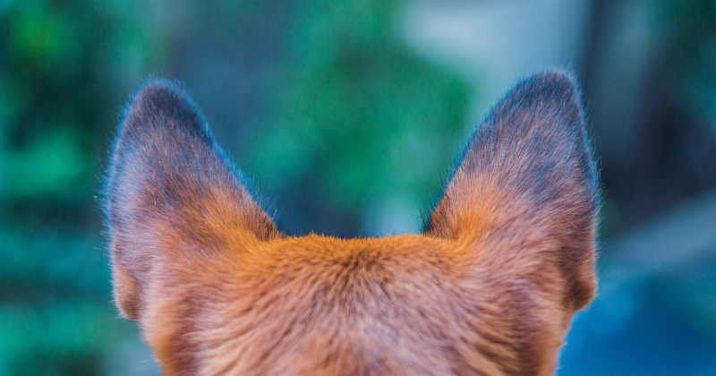 Ugunsdzēsēji Salas pagastā izglābj uz saliņas iesprostotu suni 