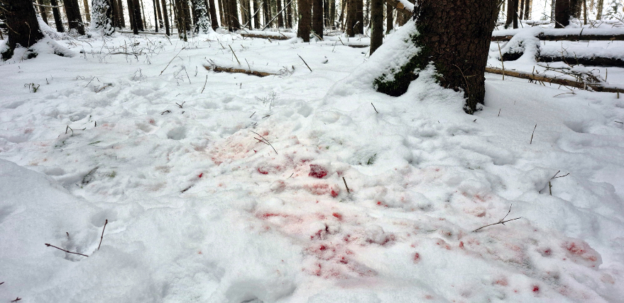 Aknīstes pusē vilki saplosa medību suni