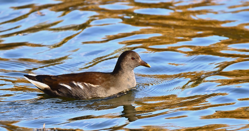 Līdz 2037. gadam aizsargās Klaucānu un Priekulānu ezeru unikālās dabas vērtības