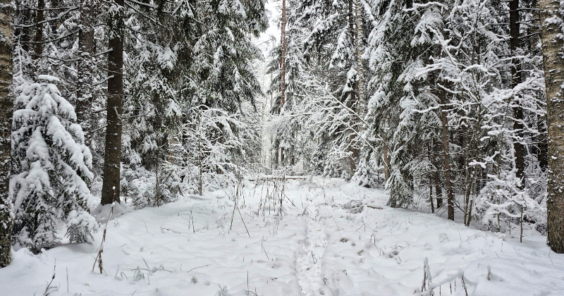 "Stiga RM" darbinieks vienlaicīgi arī neatkarīgs konsultants ZM mežsaimniecības konsultāciju programmā