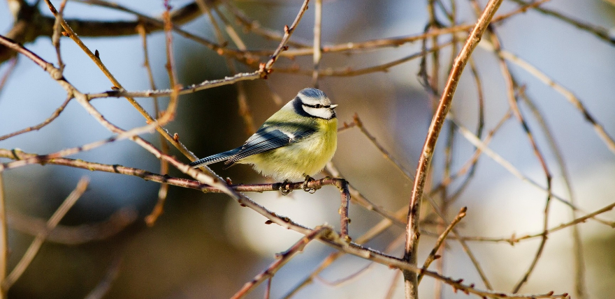 Jēkabpilie&scaron;i aicināti palīdzēt saskaitīt putnus