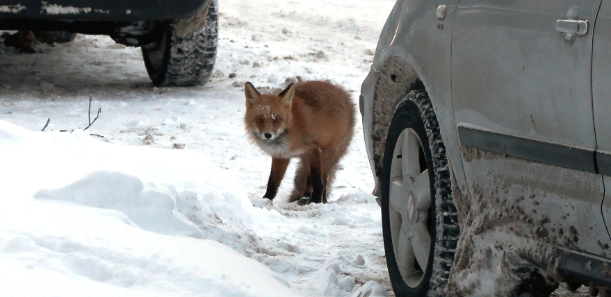 Jēkabpilī gar mājām staigā lapsa un apdraud mājdzīvniekus