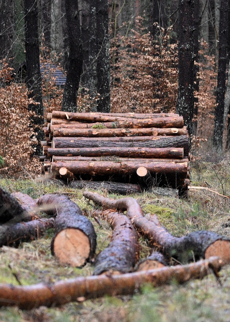Tiražētie apgalvojumi par kokrūpnieku līgumiem neiztur faktu pārbaudi