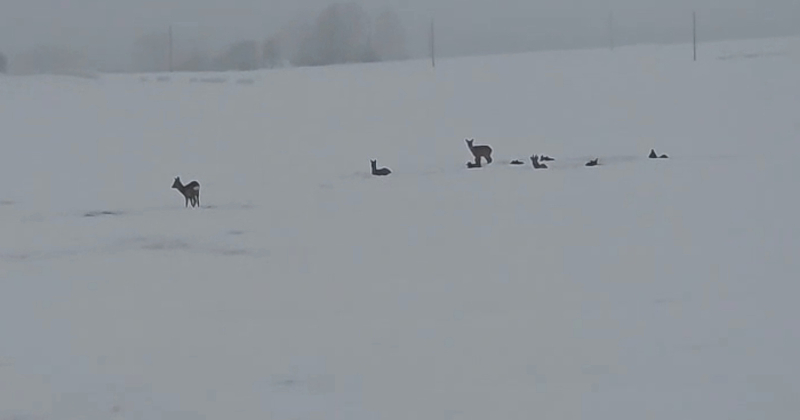 Netālu no Jēkabpils novērots stirnu bars