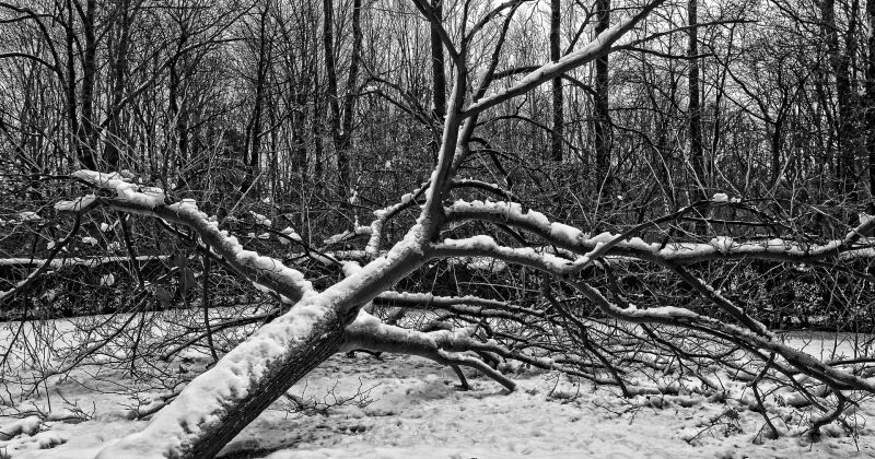 Viesītes pagastā ceļu bloķē nogāzies koks