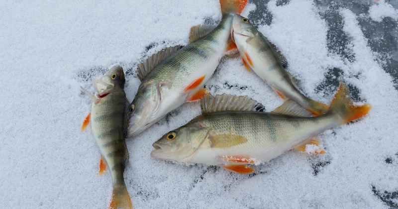 Nārsta laikā mak&scaron;ķerniekiem jārēķinās ar būtiskiem ierobežojumiem 