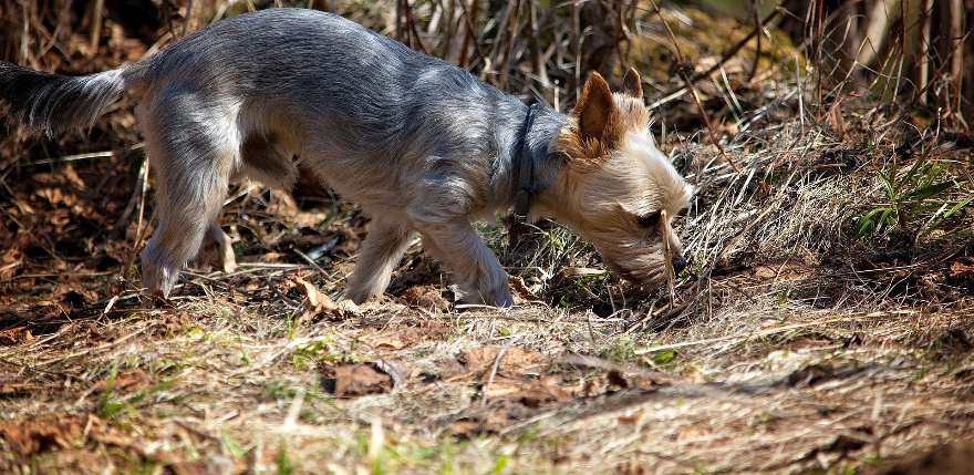 Atkāpjoties sniega segai, Jēkabpilī aktualizējas jautājums par suņu ekskrementu savāk&scaron;anu 