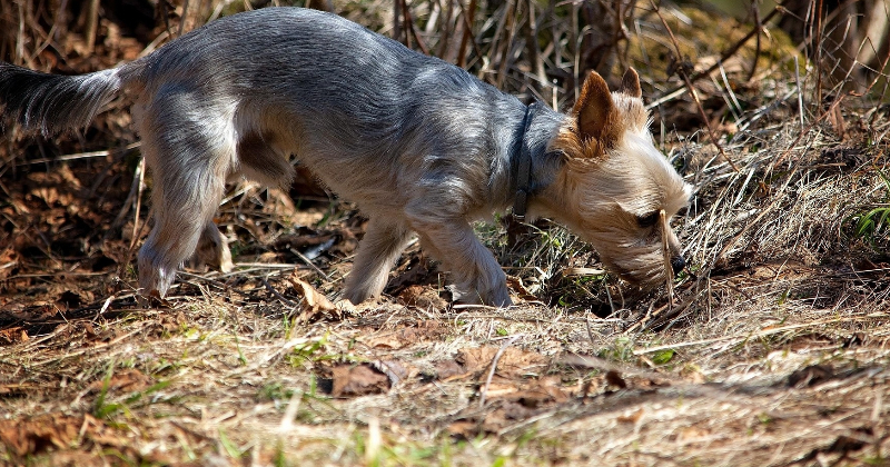 Atkāpjoties sniega segai, Jēkabpilī aktualizējas jautājums par suņu ekskrementu savāk&scaron;anu 