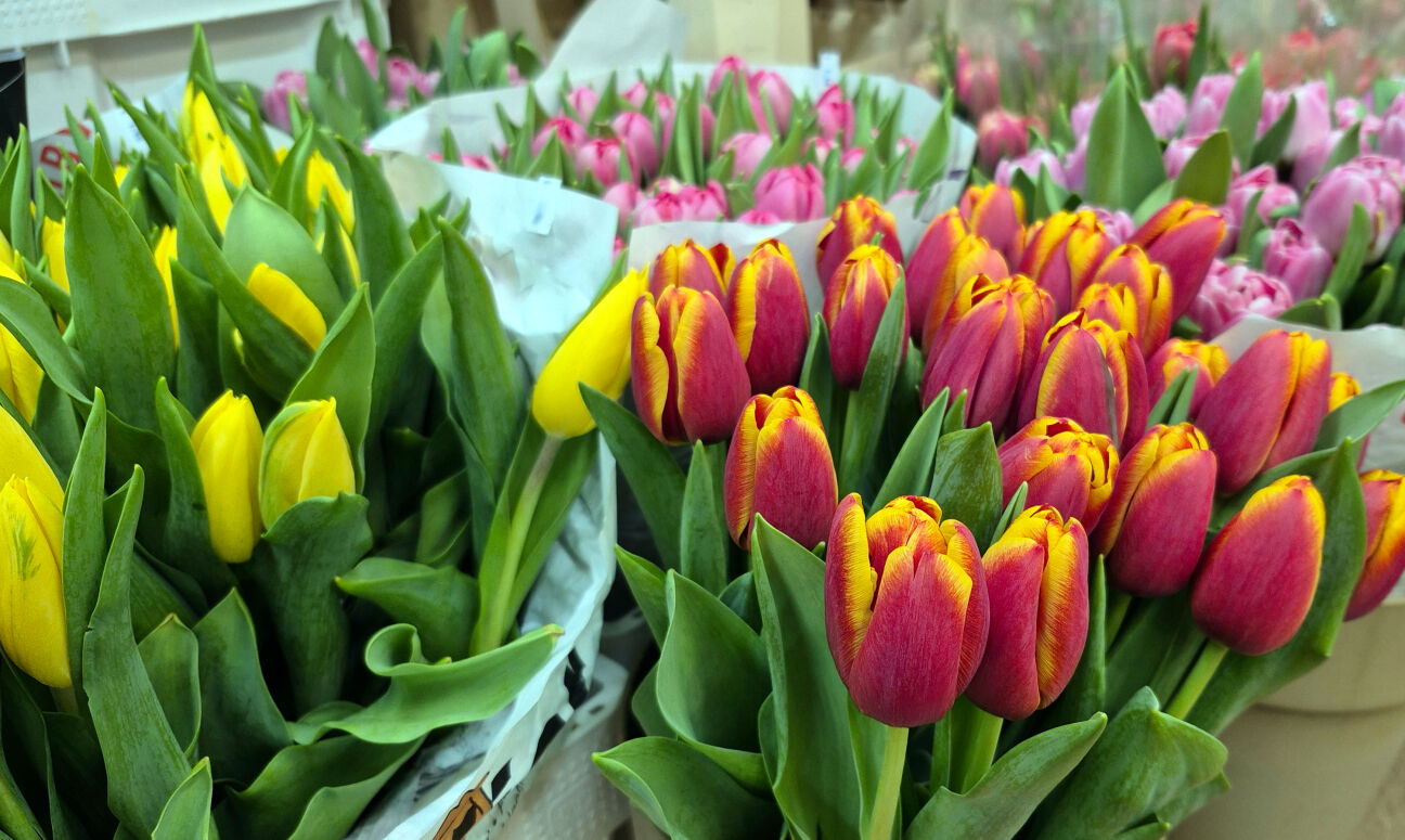 Ziedu dāvināšana – joprojām populāra 8. marta tradīcija