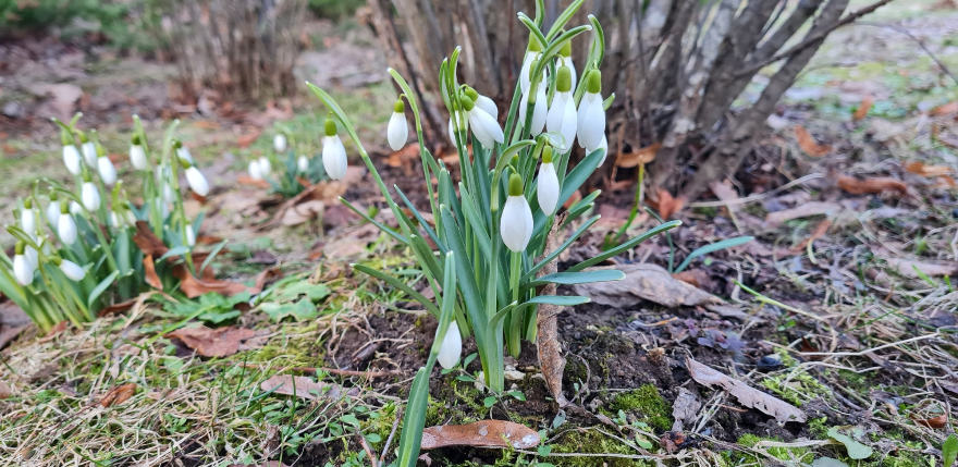 Latvie&scaron;i var noglabāt ziemas mēteļus un biezos zābakus &ndash; sinoptiķi prognozē būtisku gaisa temperatūras paaugstinā&scaron;anos