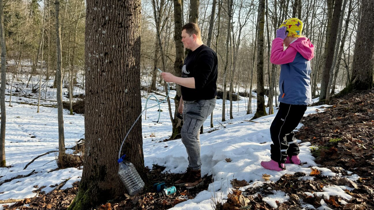 Variešu pusē sākusies kļavu sulu tecināšana