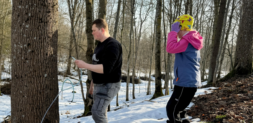 Varie&scaron;u pusē sākusies kļavu sulu tecinā&scaron;ana