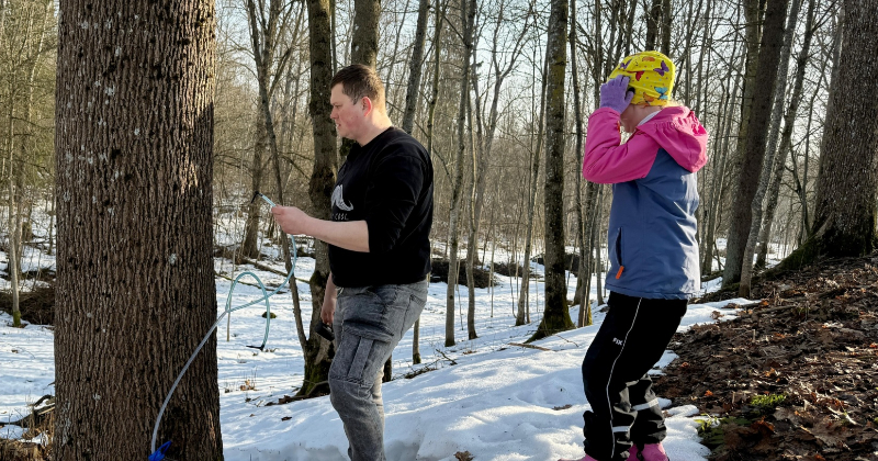 Varie&scaron;u pusē sākusies kļavu sulu tecinā&scaron;ana