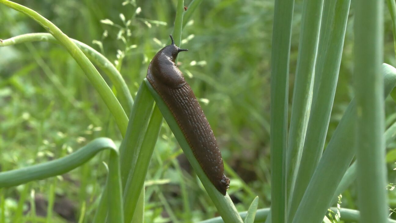 Jauni noteikumi ļaus pašvaldībām plašāk ierobežot Spānijas kailgliemezi