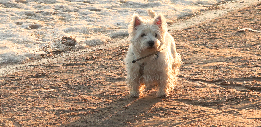 Jēkabpilī atklājas suņu īpa&scaron;nieku nevērība &ndash; pa&scaron;valdības policija februārī veic 23 pārbaudes