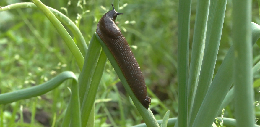 Jauni noteikumi ļaus pa&scaron;valdībām pla&scaron;āk ierobežot Spānijas kailgliemezi