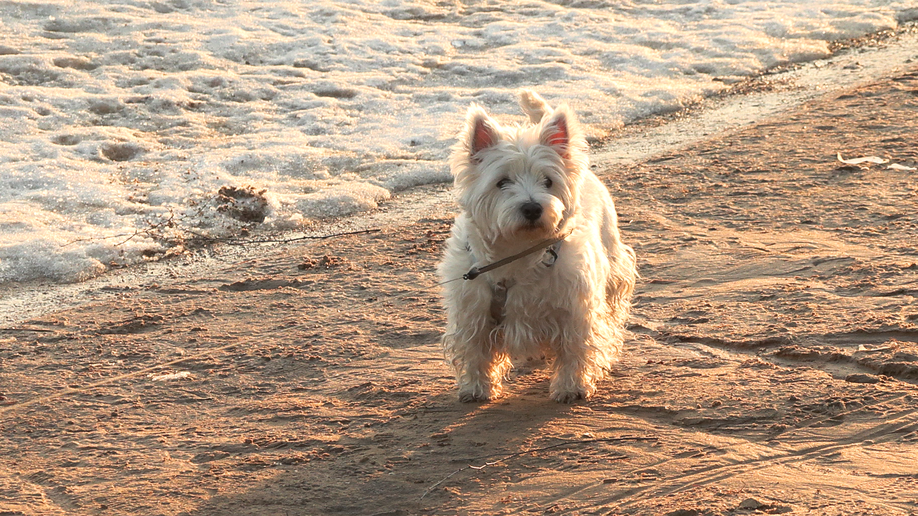 Jēkabpilī atklājas suņu īpa&scaron;nieku nevērība &ndash; pa&scaron;valdības policija februārī veic 23 pārbaudes