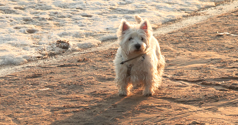 Jēkabpilī atklājas suņu īpa&scaron;nieku nevērība &ndash; pa&scaron;valdības policija februārī veic 23 pārbaudes