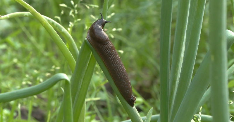 Jauni noteikumi ļaus pa&scaron;valdībām pla&scaron;āk ierobežot Spānijas kailgliemezi