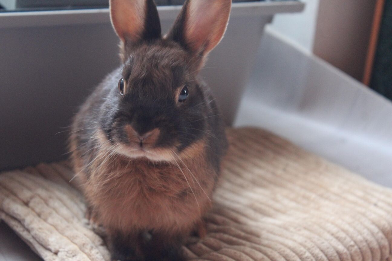 Neretas pusē no degošas mājas izglābti četri truši 