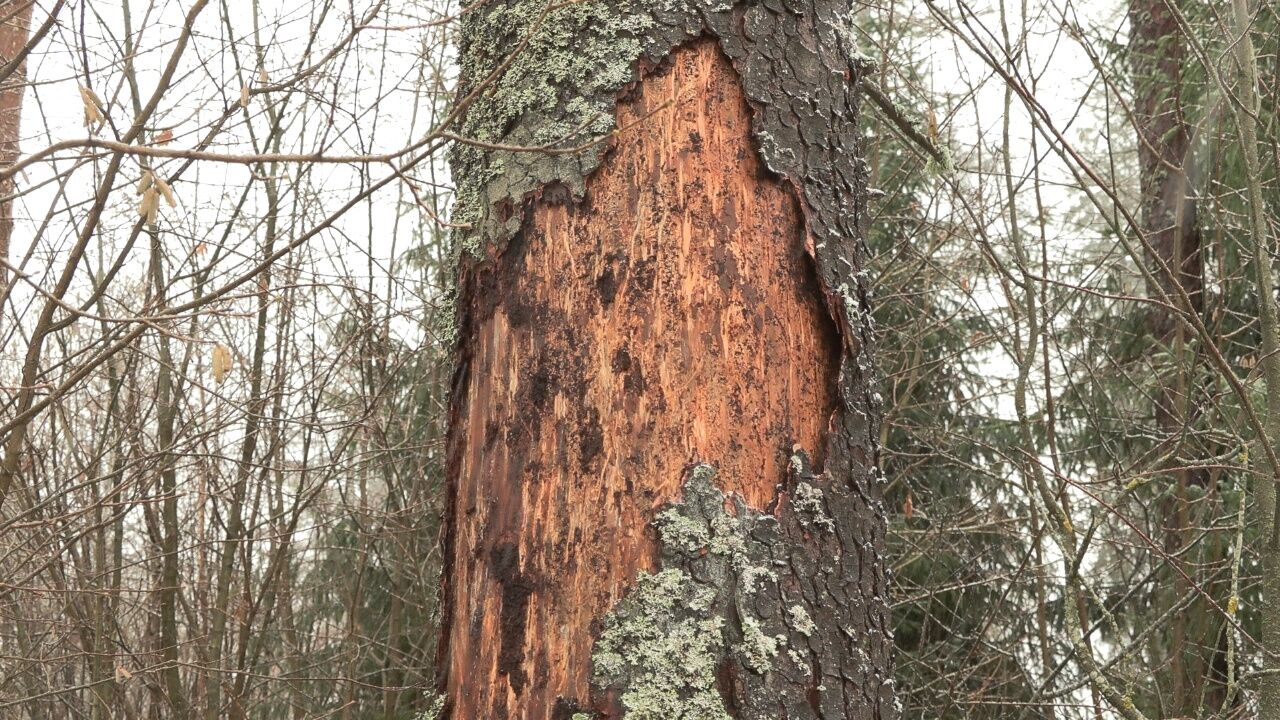 Sēlijas mežos prognozē būtiskus mizgraužu bojājumus