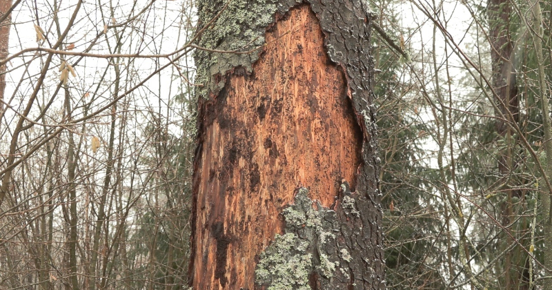 Sēlijas mežos prognozē būtiskus mizgraužu bojājumus