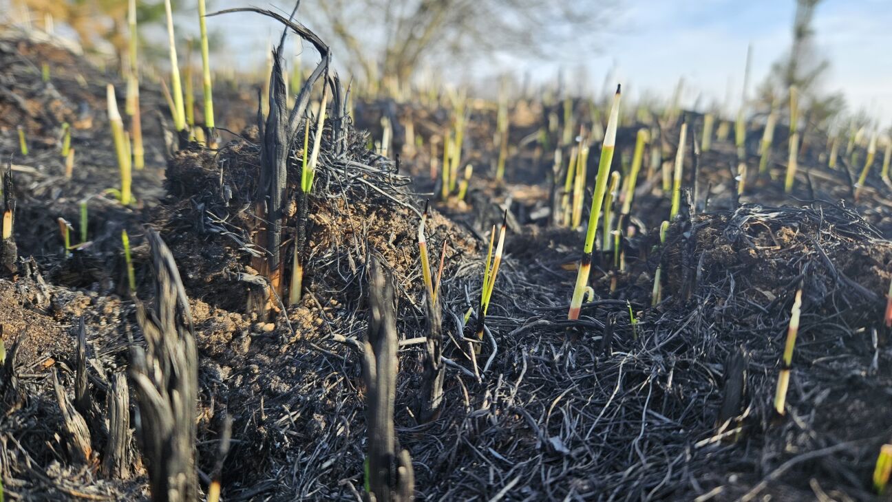 Ugunsgrēks Ķieģeļu ielā atgādina par kūlas dedzināšanas bīstamību