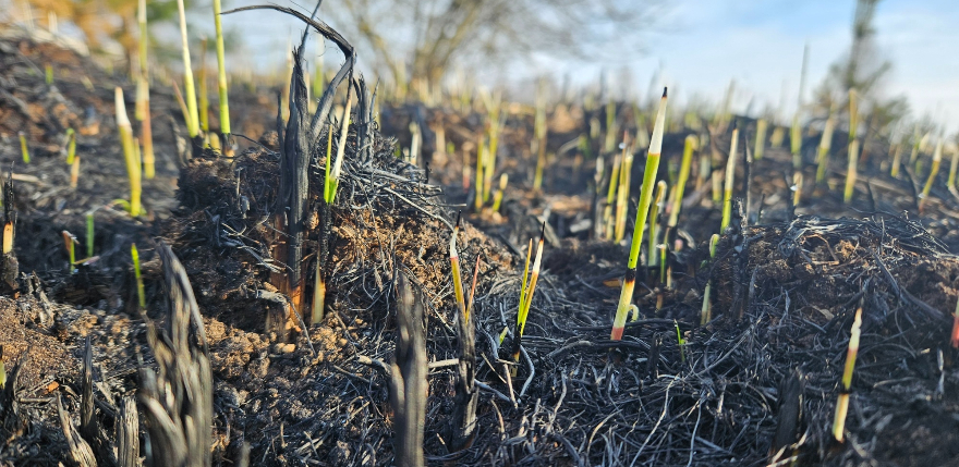 Ugunsgrēks Ķieģeļu ielā atgādina par kūlas dedzinā&scaron;anas bīstamību