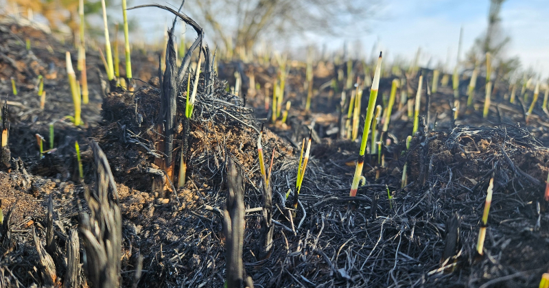 Ugunsgrēks Ķieģeļu ielā atgādina par kūlas dedzinā&scaron;anas bīstamību