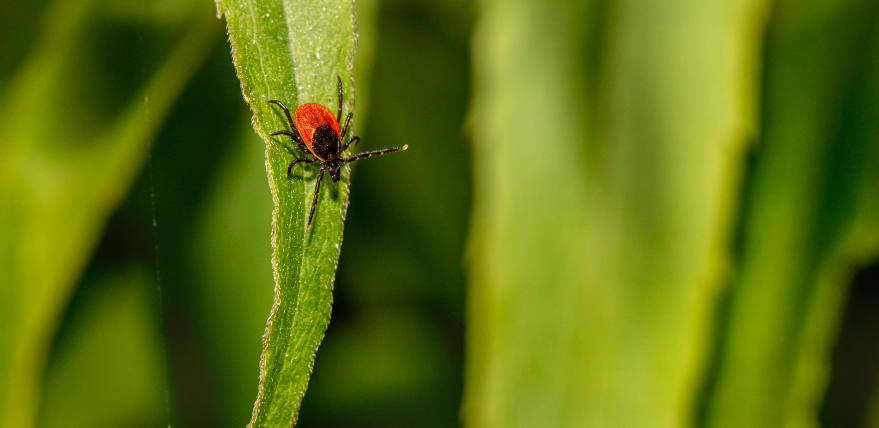 Ērces jau aktīvas &ndash; arī jēkabpilie&scaron;us aicina vakcinēties