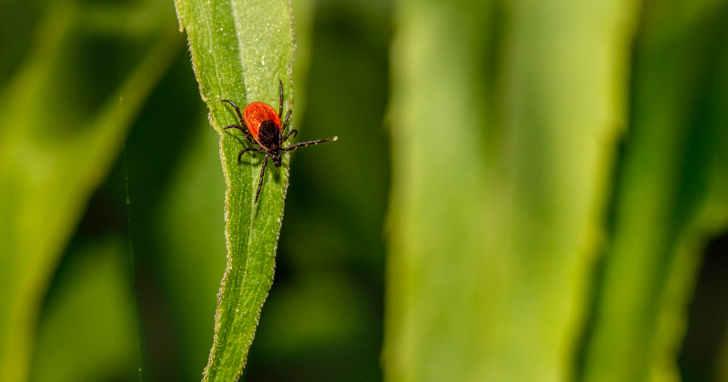Ērces jau aktīvas &ndash; arī jēkabpilie&scaron;us aicina vakcinēties