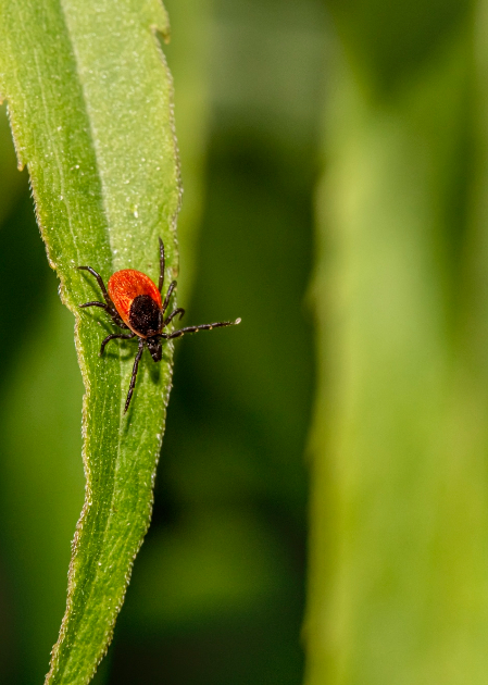 Ērces jau aktīvas &ndash; arī jēkabpilie&scaron;us aicina vakcinēties