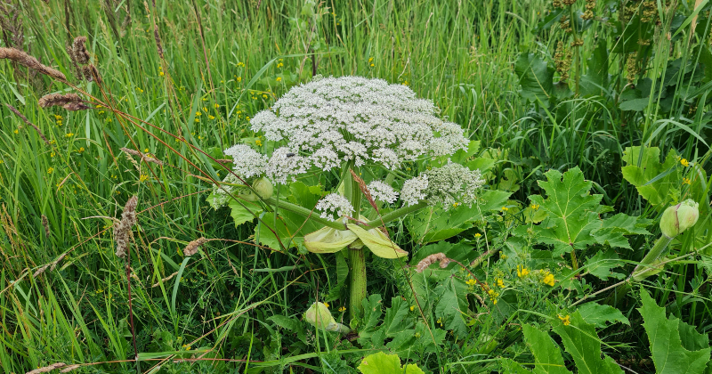 Jēkabpils novadā &scaron;ogad latvāņu ierobežo&scaron;anas darbi plānoti 57 teritorijās