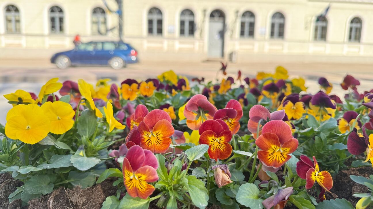 Lieldienu brīvdienās Latvijā gaidāms slapjš sniegs