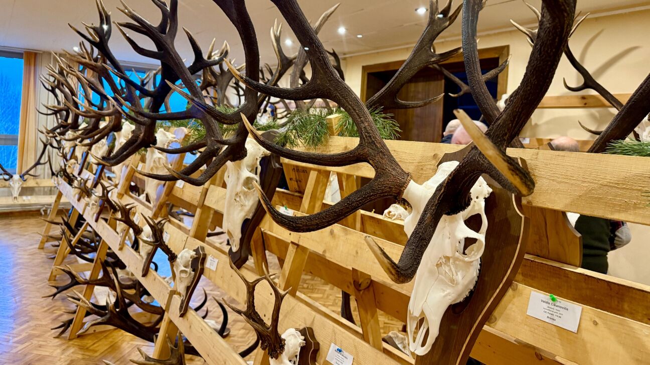 Medību trofeju izstāde Viesītē pulcē 30 novada mednieku kolektīvus