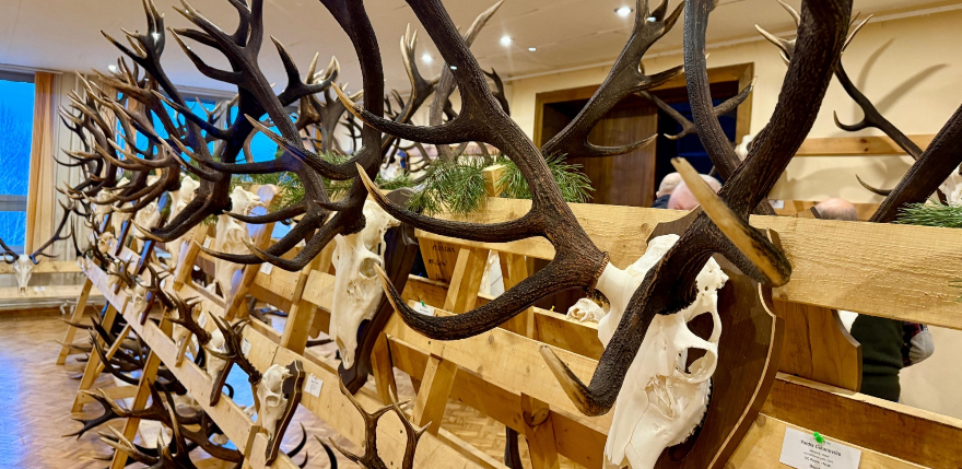 Medību trofeju izstāde Viesītē pulcē 30 novada mednieku kolektīvus