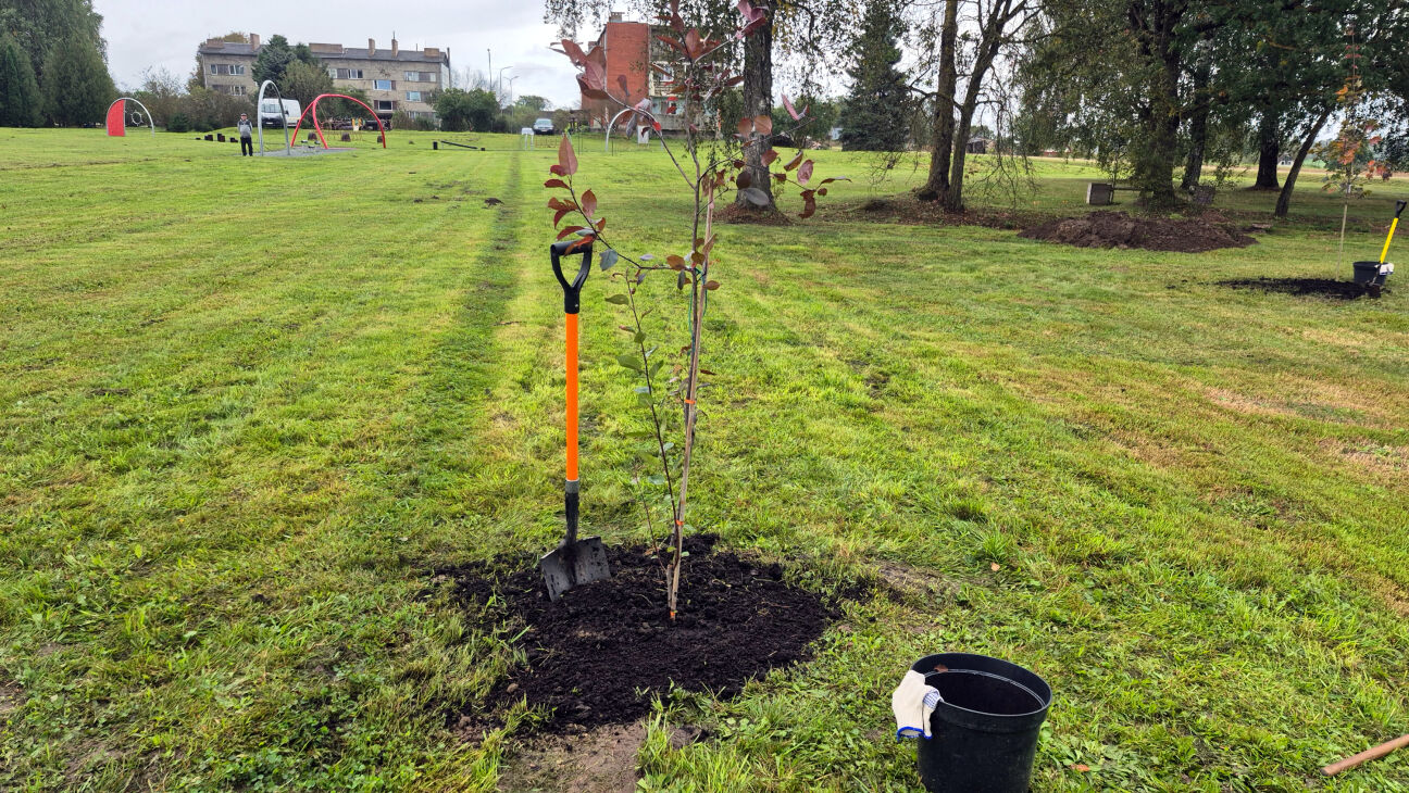 Jēkabpilieši aktīvi piedalās Eiropas iniciatīvā “Par 3 miljardiem koku vairāk” 