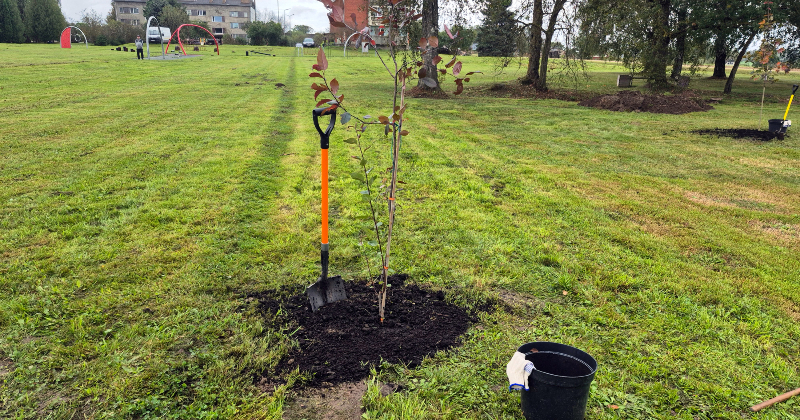 Jēkabpilie&scaron;i aktīvi piedalās Eiropas iniciatīvā &ldquo;Par 3 miljardiem koku vairāk&rdquo; 